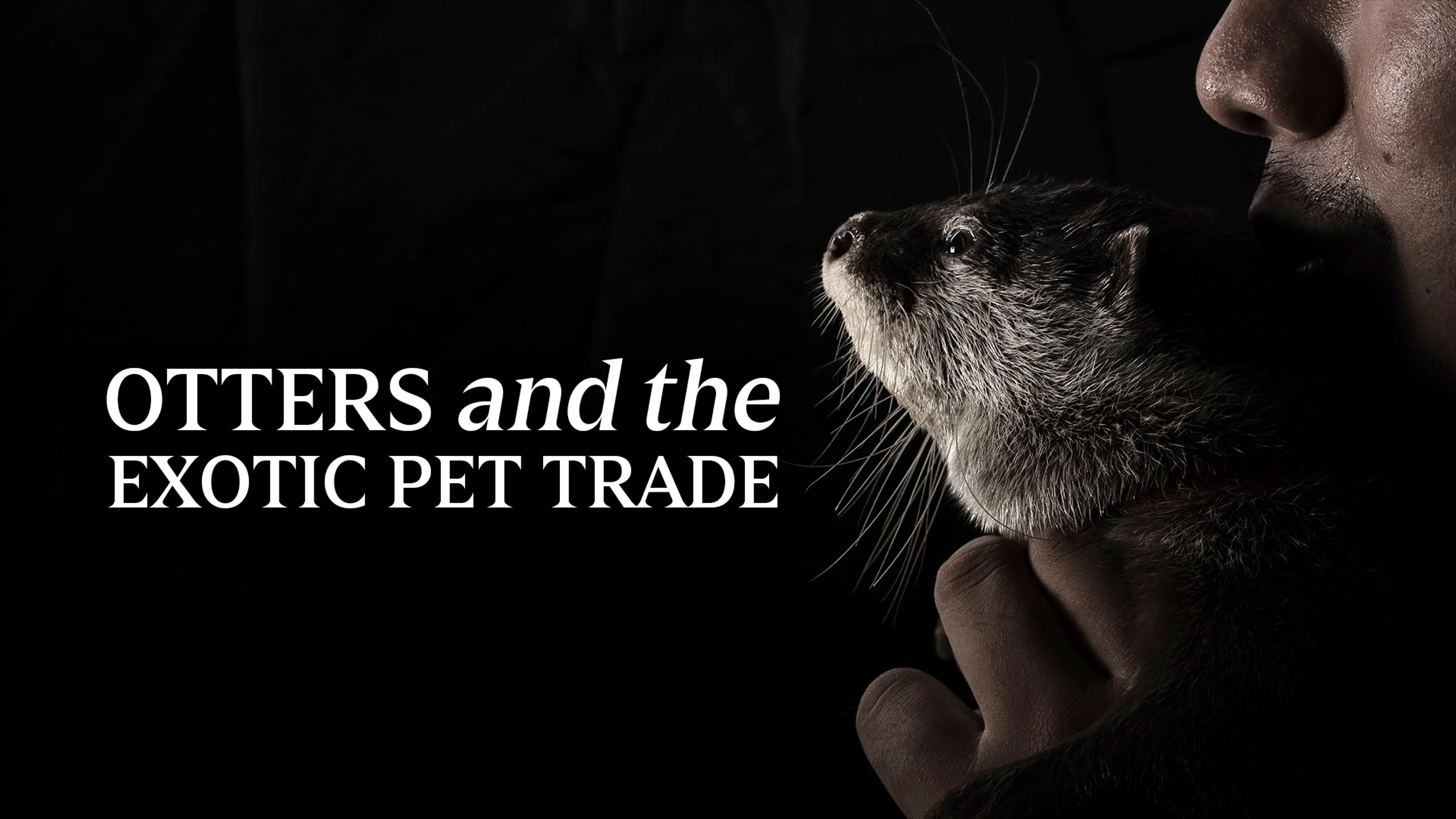 Otters and The Exotic Pet Trade poster